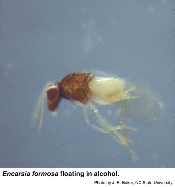 Thumbnail image for <i>Encarsia formosa</i>